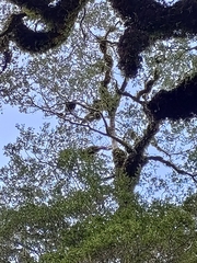 Nestor notabilis