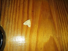 Rivula sericealis