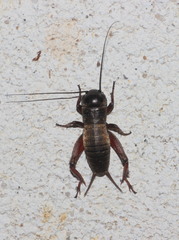 Gryllus campestris