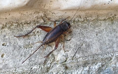 Teleogryllus