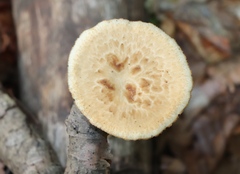 Cerioporus squamosus