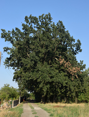 Quercus