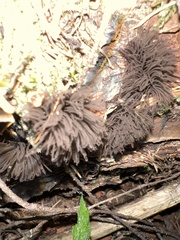 Stemonitis splendens