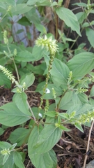 Achyranthes japonica