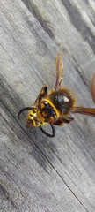 Vespa crabro