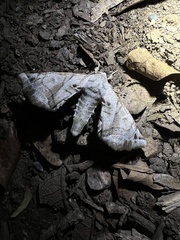 Apatelodes pudefacta