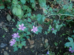 Malva sylvestris
