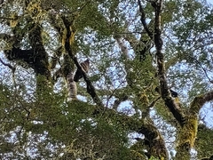 Nestor notabilis