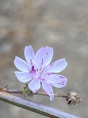Stephanomeria virgata
