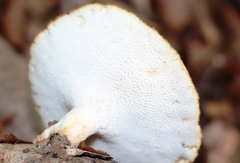 Cerioporus squamosus