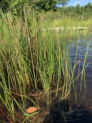 Eleocharis interstincta