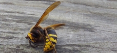 Vespa crabro