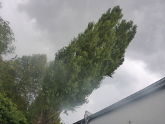 Populus