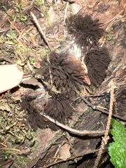 Stemonitis splendens