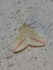 Rhodometra sacraria