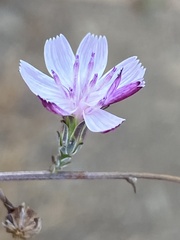 Stephanomeria virgata