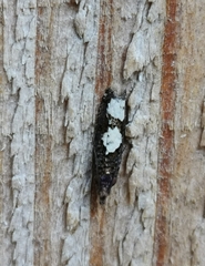 Epinotia trigonella