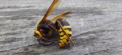 Vespa crabro