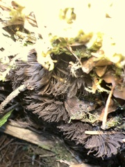 Stemonitis splendens