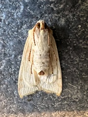 Xylenini