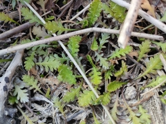 Leptinella dioica