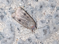 Noctua interposita