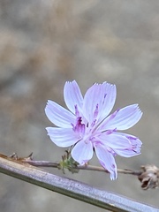 Stephanomeria virgata