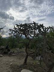 Cylindropuntia cholla