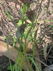 Pterostylis pedunculata