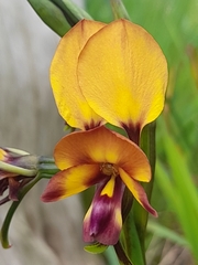 Diuris magnifica