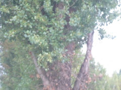Populus