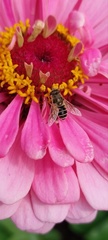 Eristalis