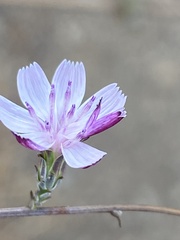 Stephanomeria virgata