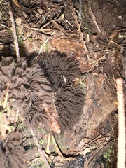 Stemonitis splendens