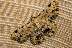 Sandava scitisignata