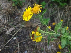 Pulicaria dysenterica