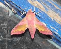 Deilephila porcellus