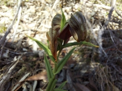 Pterostylis sanguinea