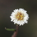 Lagenophora huegelii - Photo (c) geoffbyrne,  זכויות יוצרים חלקיות (CC BY-NC)