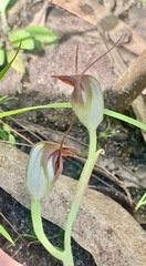 Pterostylis pedunculata