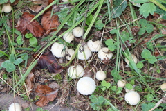 Lepiota clypeolaria