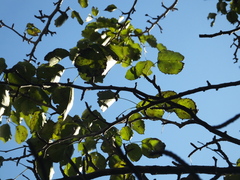 Pyrus