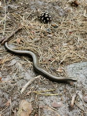 Anguis fragilis