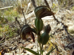 Pterostylis sanguinea