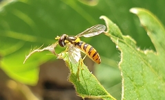 Sphaerophoria menthastri