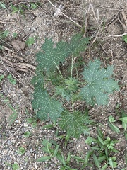 Cnidoscolus maculatus