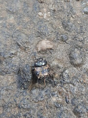Onthophagus