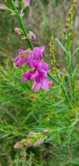 Polygala virgata
