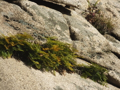 Davallia mariesii