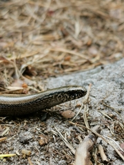 Anguis fragilis